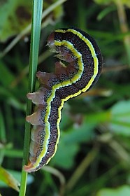 Broom Moth caterpillar - Ceramica pisi © Teresa Farino